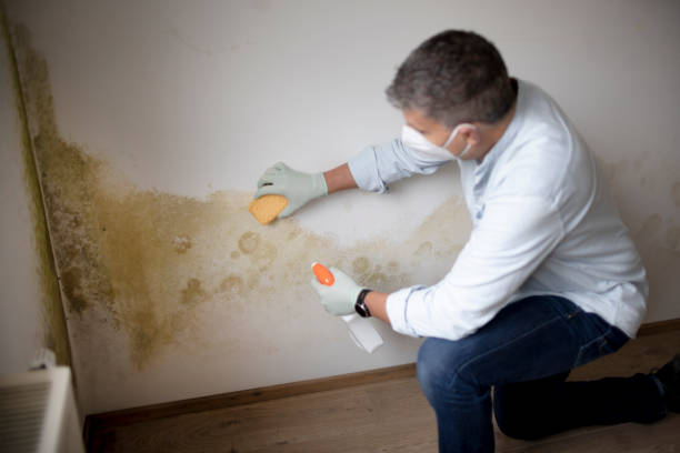 Best Attic Mold Removal  in USA